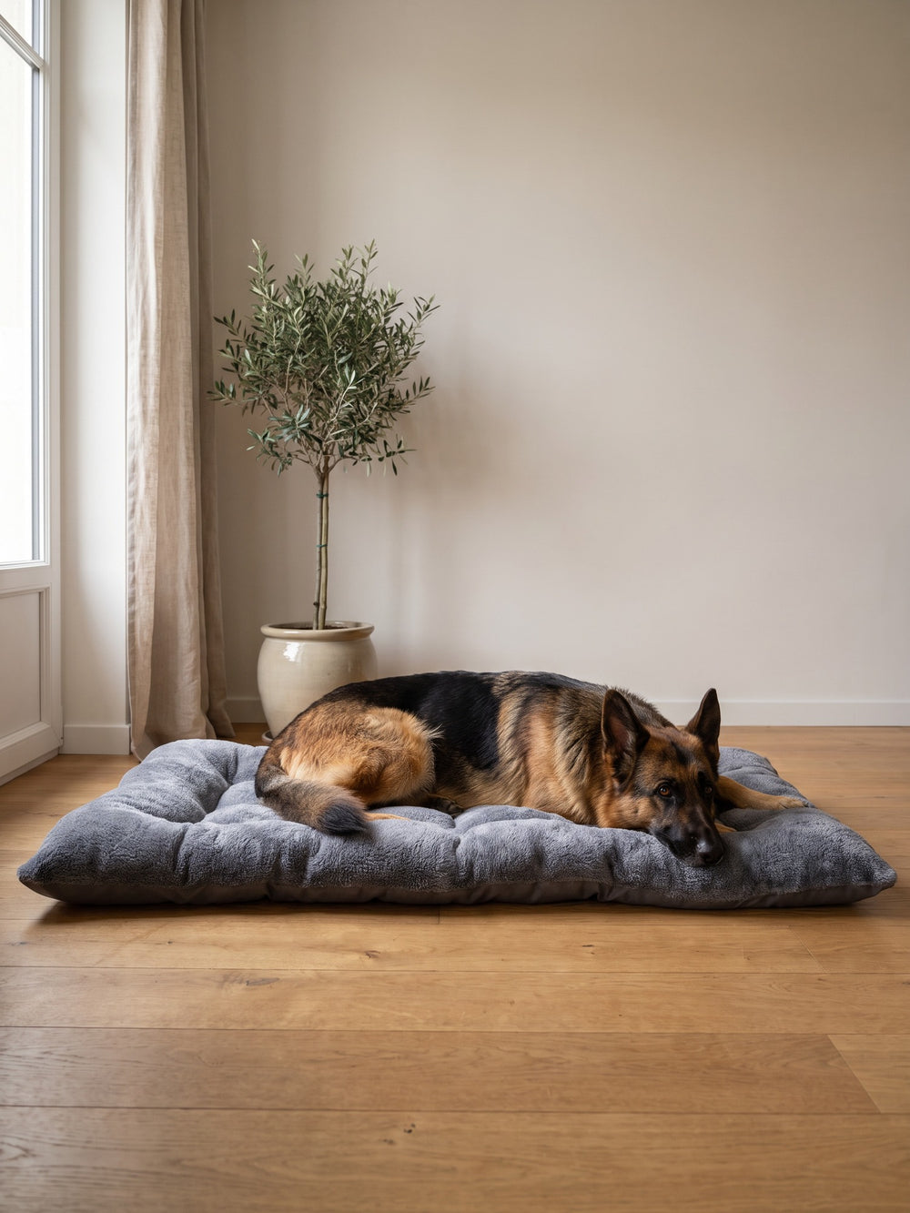 XXL & grand chien