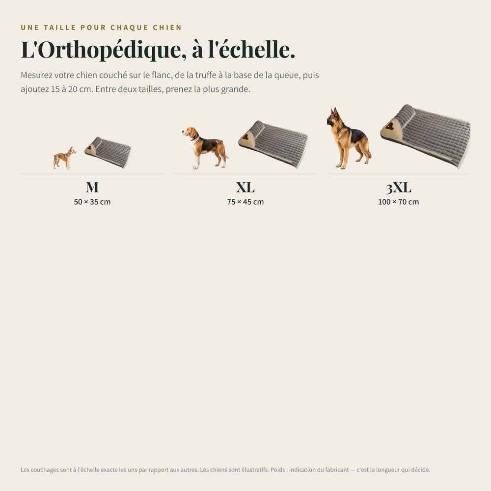 Panier chien orthopédique à mémoire de forme CANIPANI — les tailles à l'échelle, avec un chien du gabarit correspondant